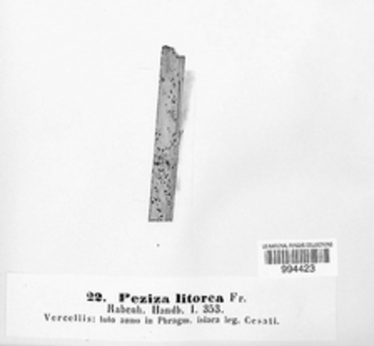 Peziza litorea image